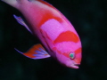   Neon Fairy Basslet Pseudanthias Pleurotaenia These fishes are quite nervous difficult catch 100 macro lense  